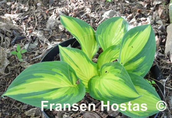 Hosta Imperial Palace